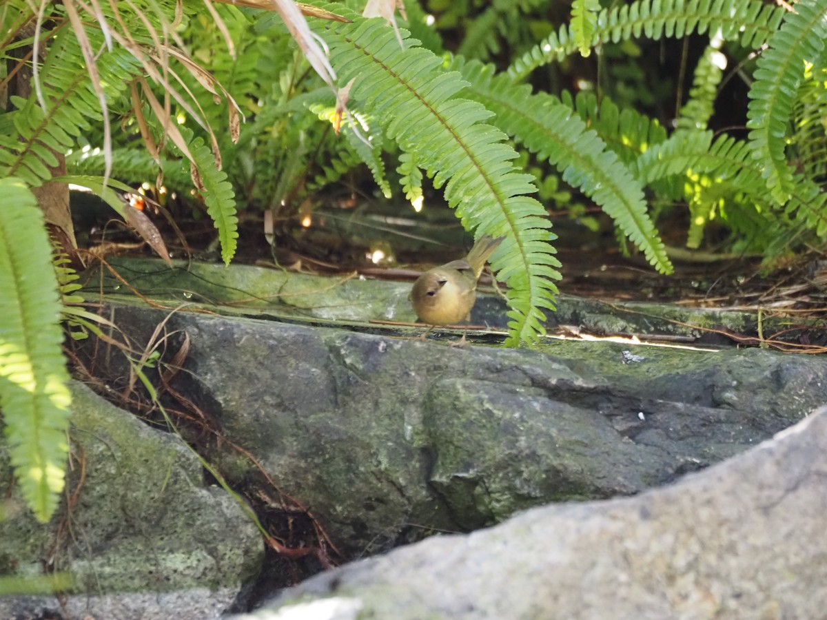 Северная желтогрудка - ML646519797