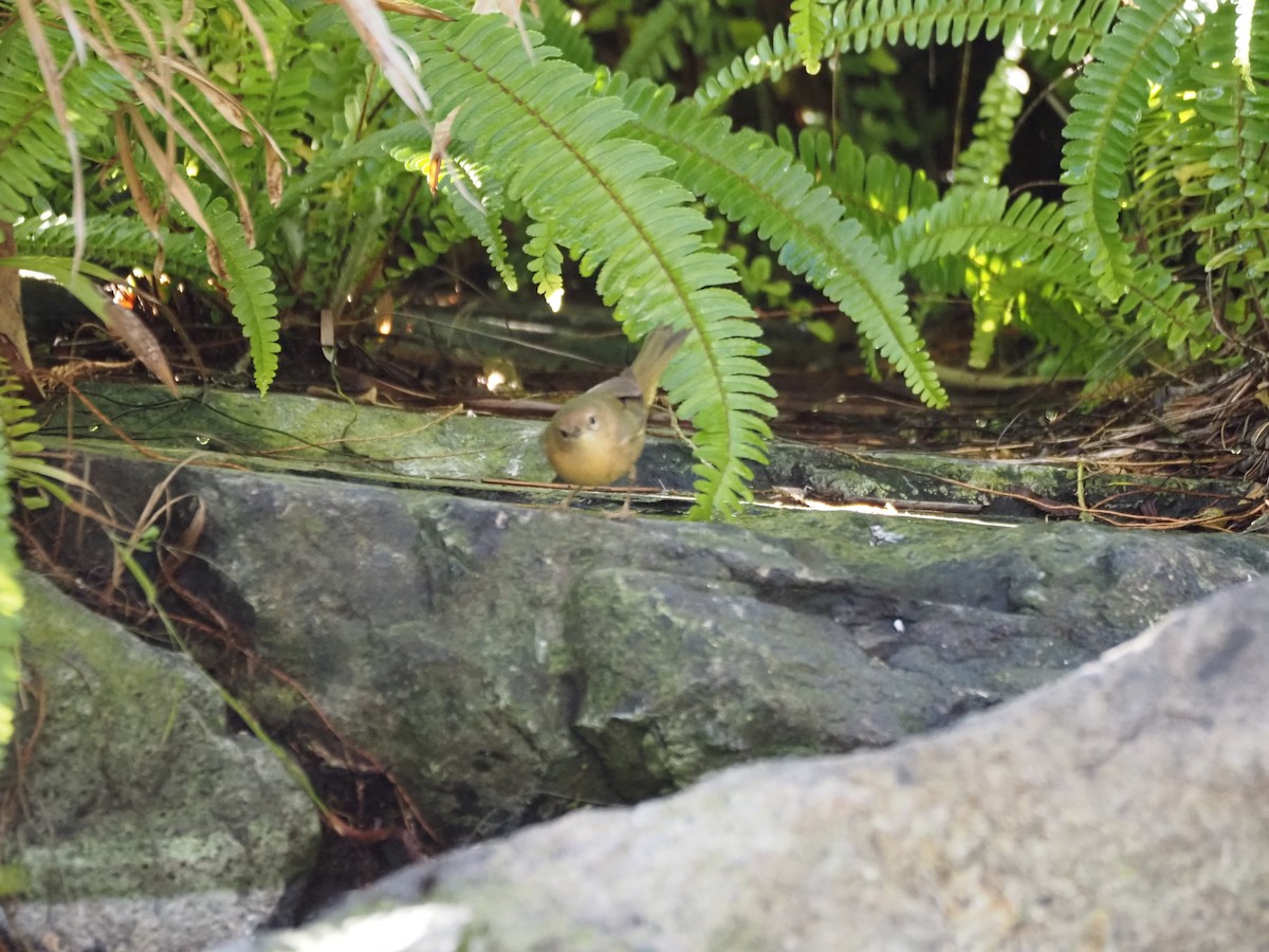 Северная желтогрудка - ML646519798