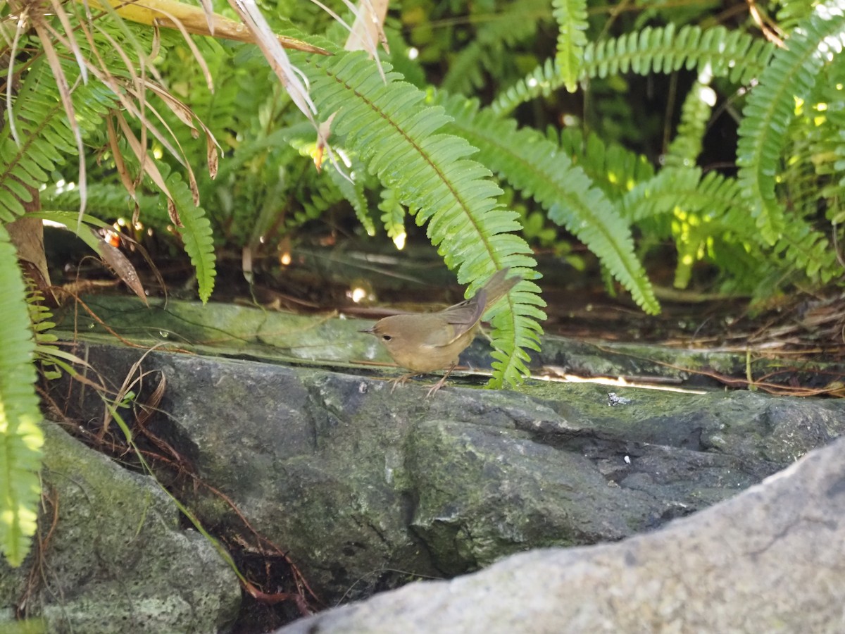 Северная желтогрудка - ML646519799