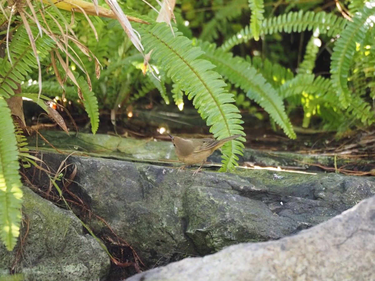 Северная желтогрудка - ML646519800