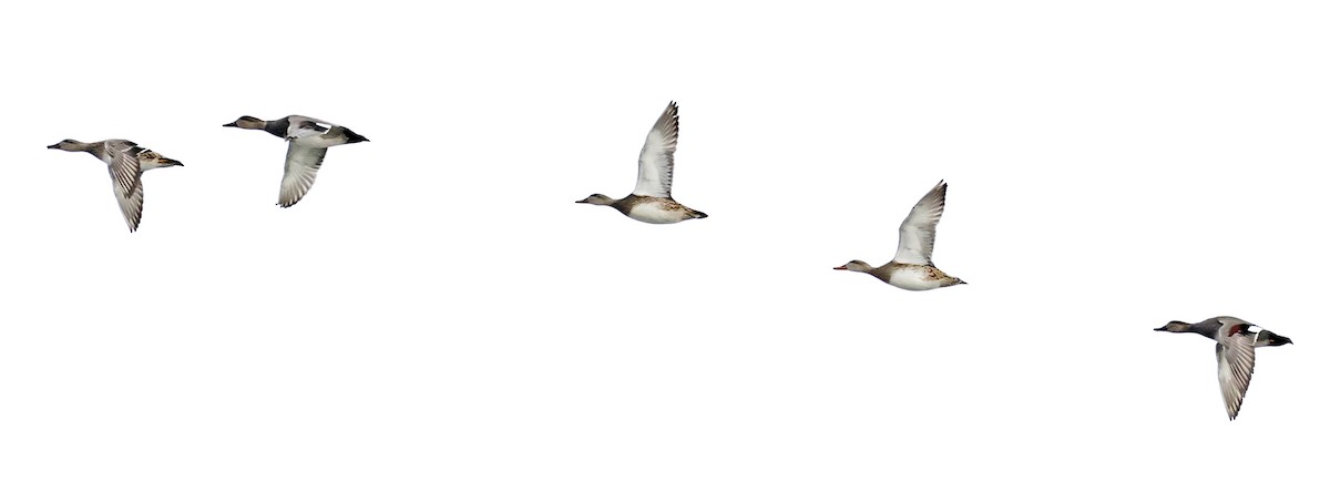 Серая утка - ML646519801