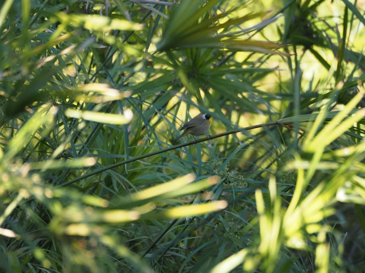 Северная желтогрудка - ML646519802