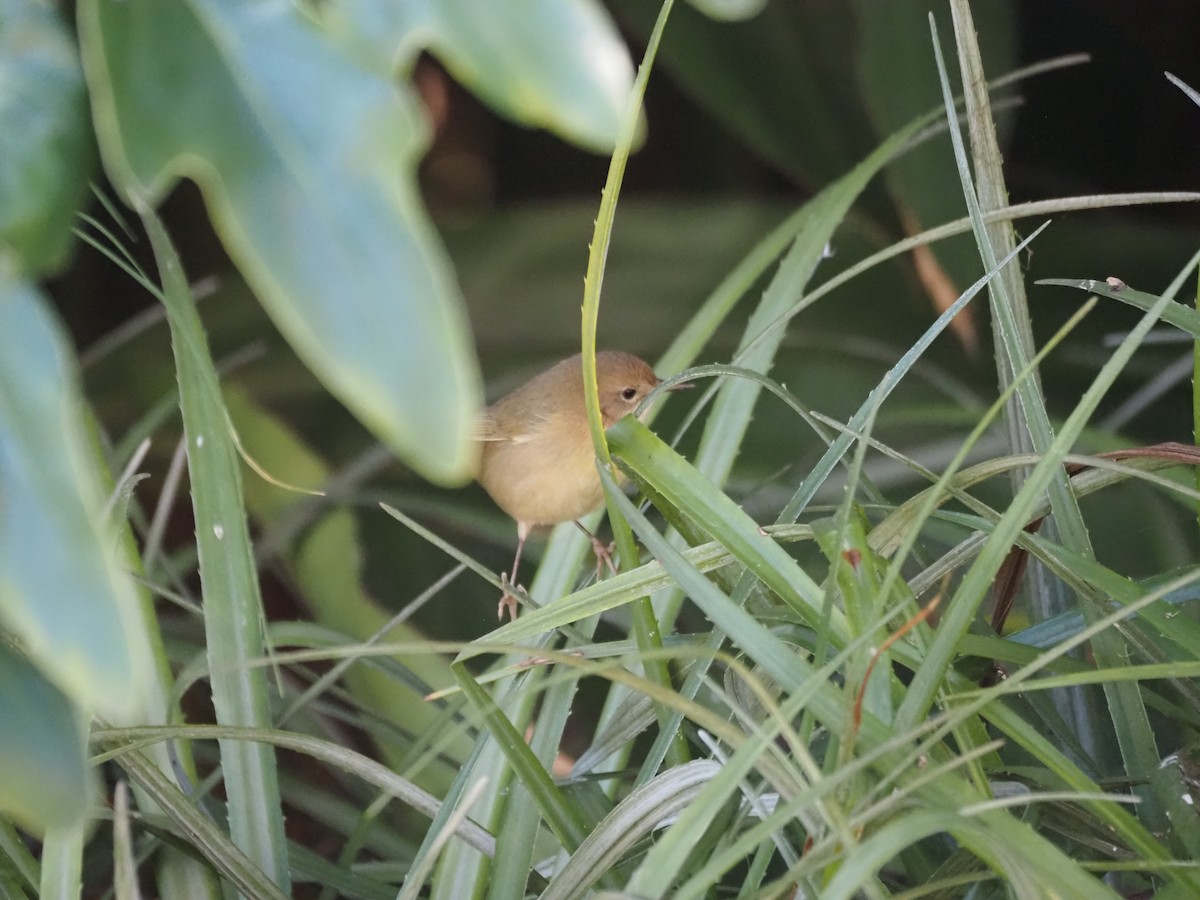 Северная желтогрудка - ML646519803