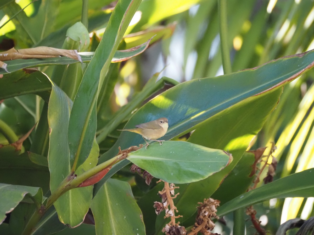 Северная желтогрудка - ML646519805