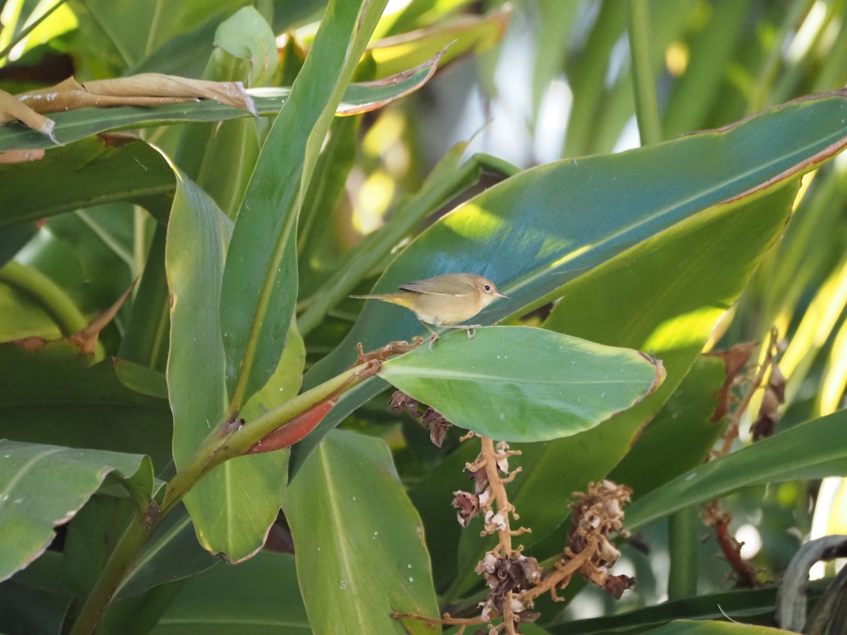 Северная желтогрудка - ML646519806