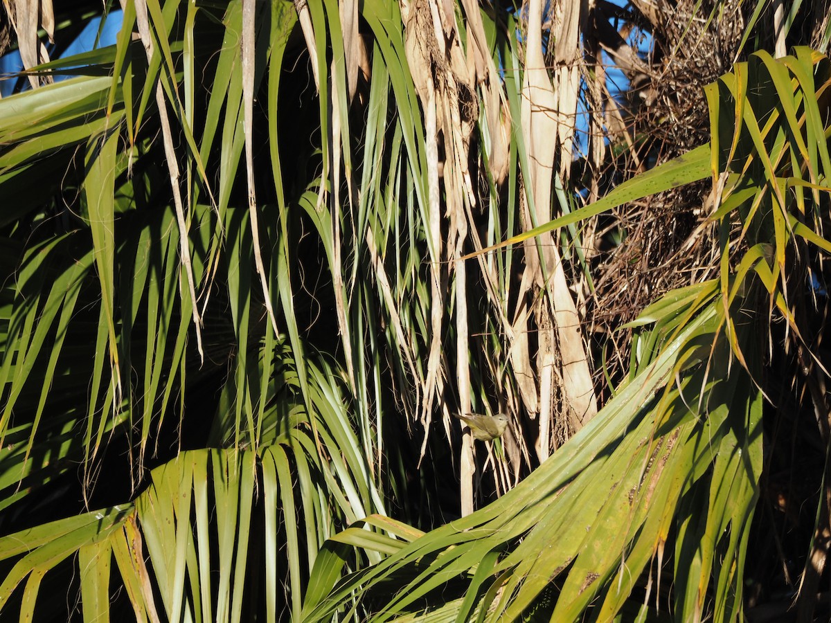 Северная желтогрудка - ML646519807