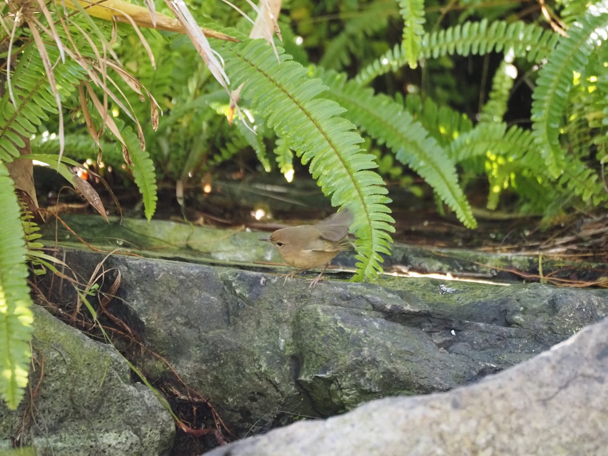 Северная желтогрудка - ML646519808