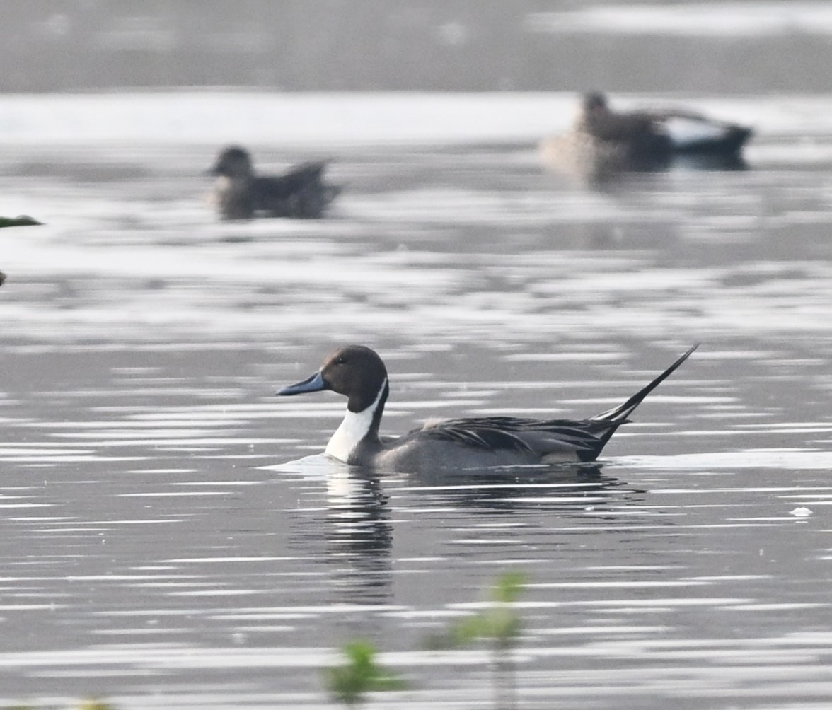 Шилохвость - ML646519813