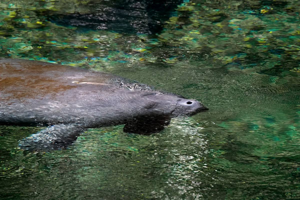 Florida Manatee - ML646519814