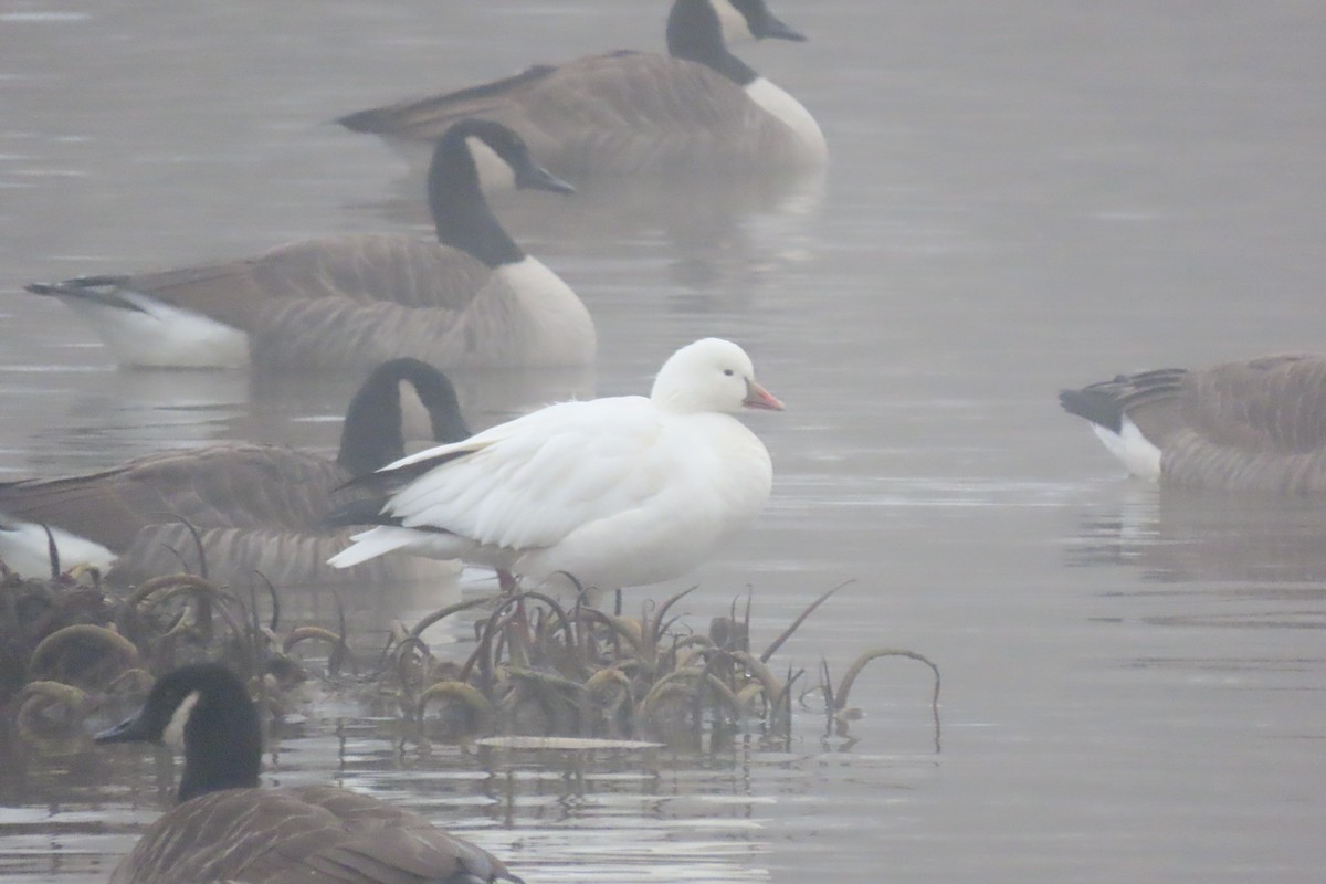 Ross's Goose - ML646519815
