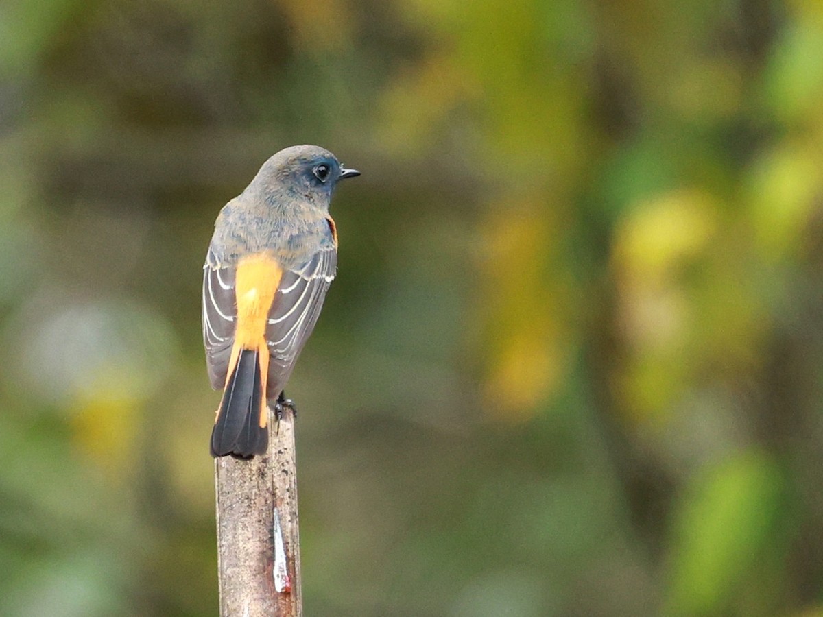 Синелобая горихвостка - ML646519818