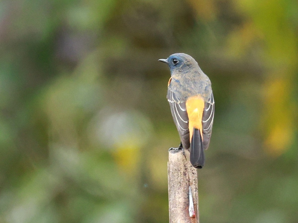 Синелобая горихвостка - ML646519819