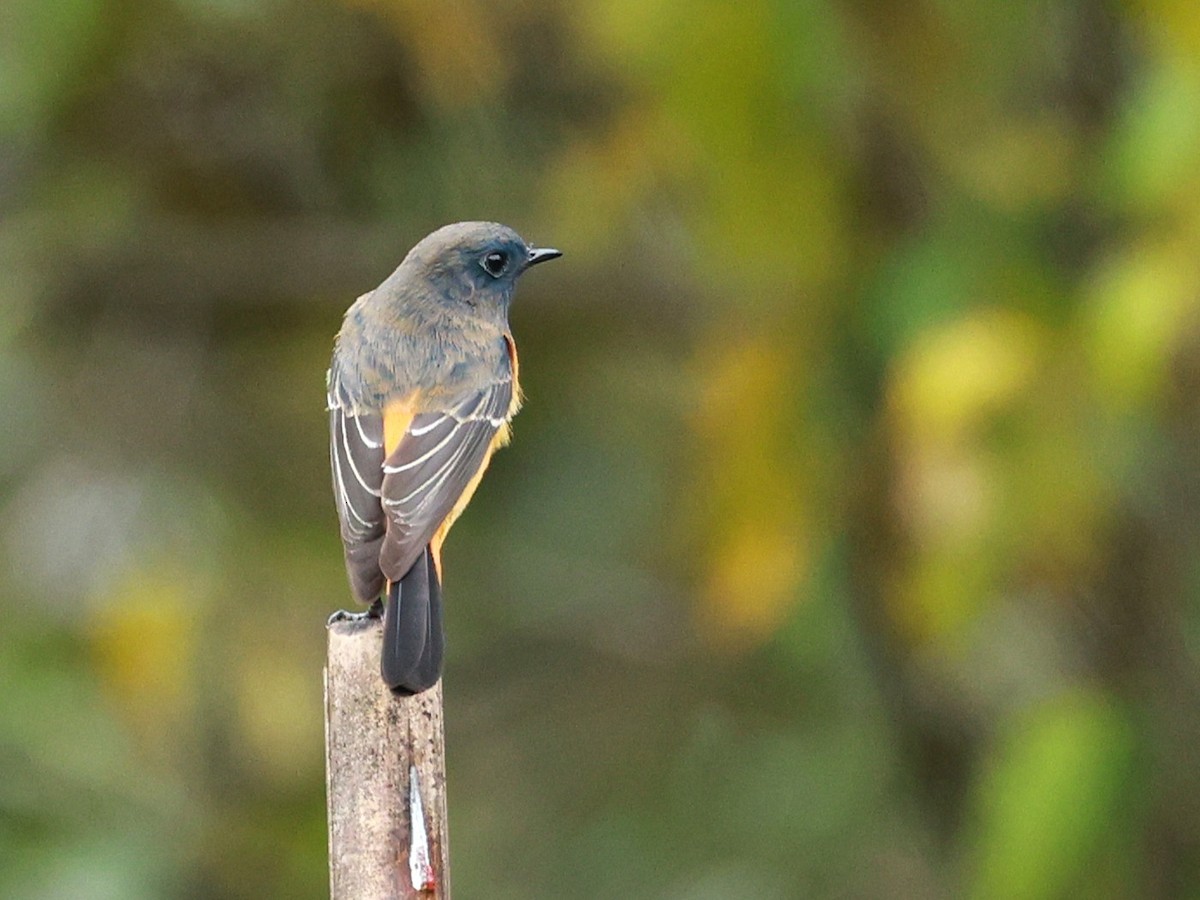 Синелобая горихвостка - ML646519820