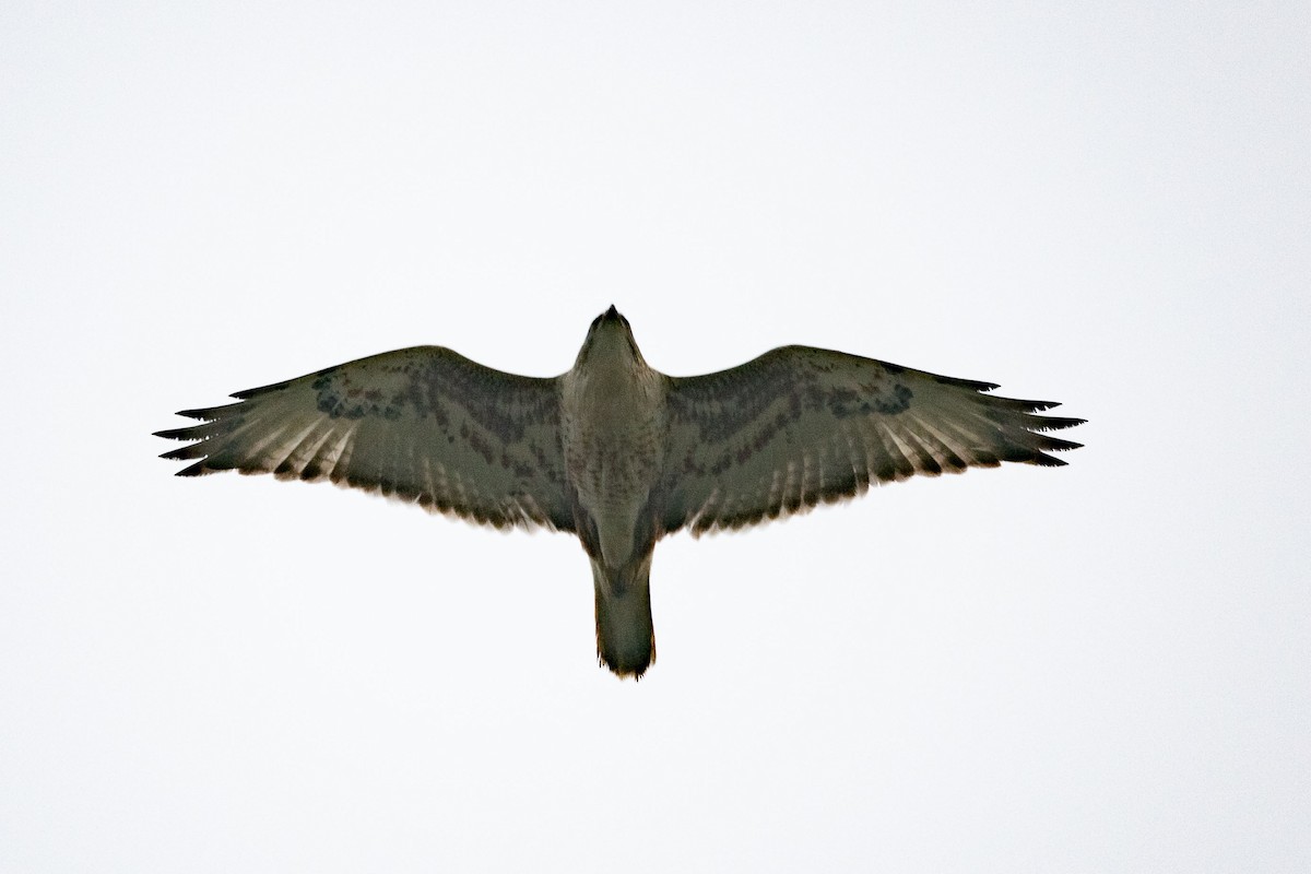 Королевский канюк - ML646519821