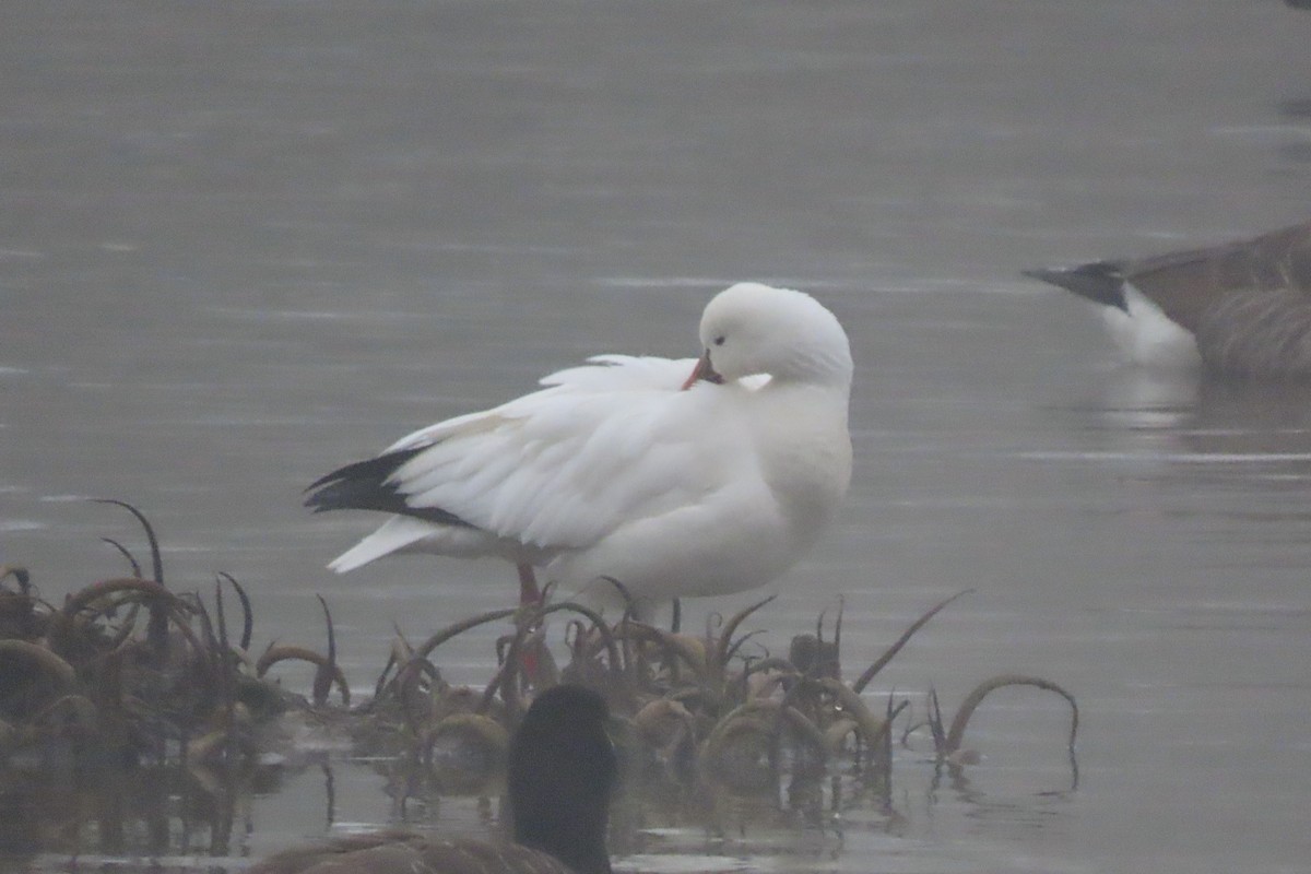 Ross's Goose - ML646519822