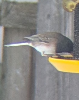 Серый юнко - ML646519823