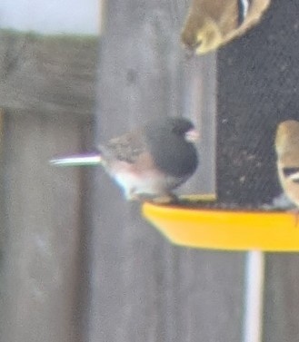 Серый юнко - ML646519824