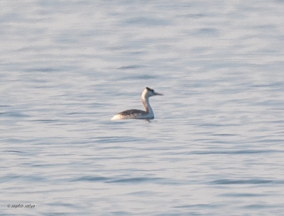 Чомга - ML646519825