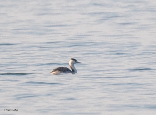 Чомга - ML646519826