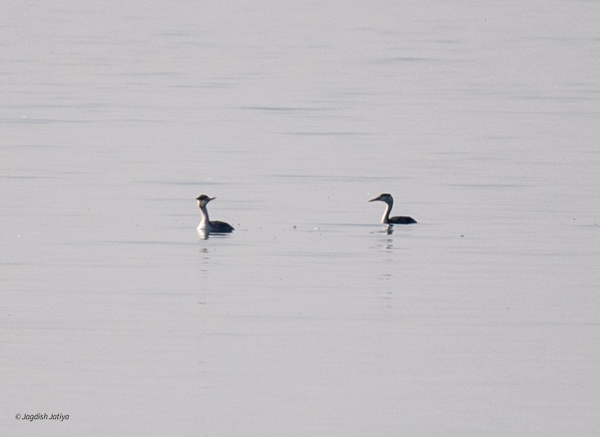 Чомга - ML646519827