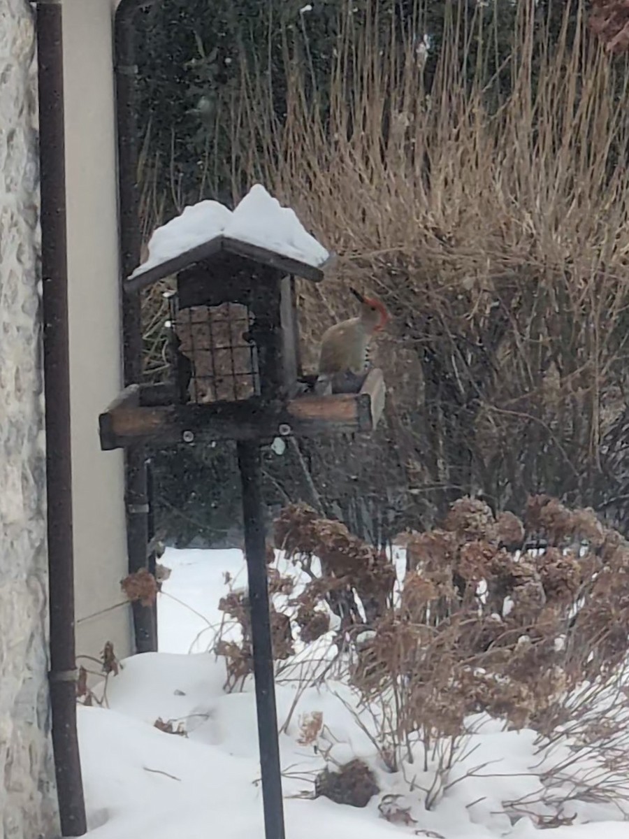 Каролинский дятел - ML646519828