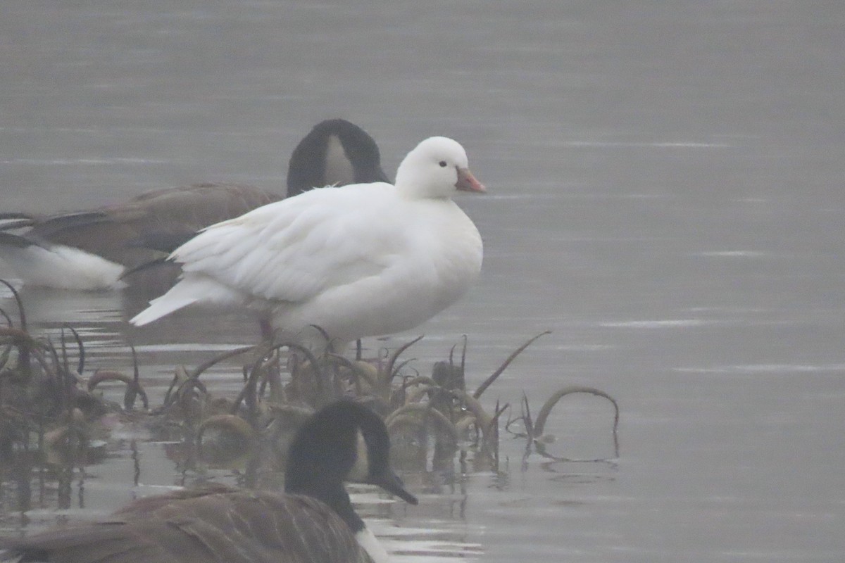 Ross's Goose - ML646519829