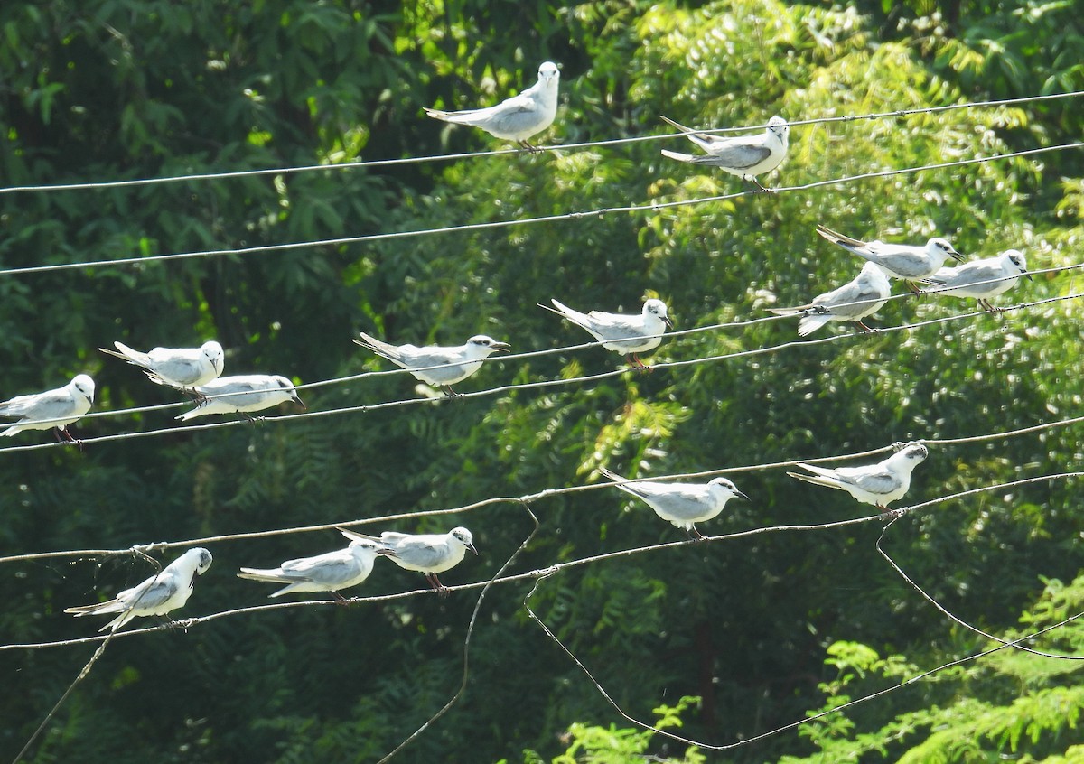 hvitkinnsvartterne - ML646519830