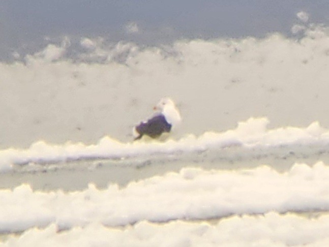 racek mořský - ML646519832