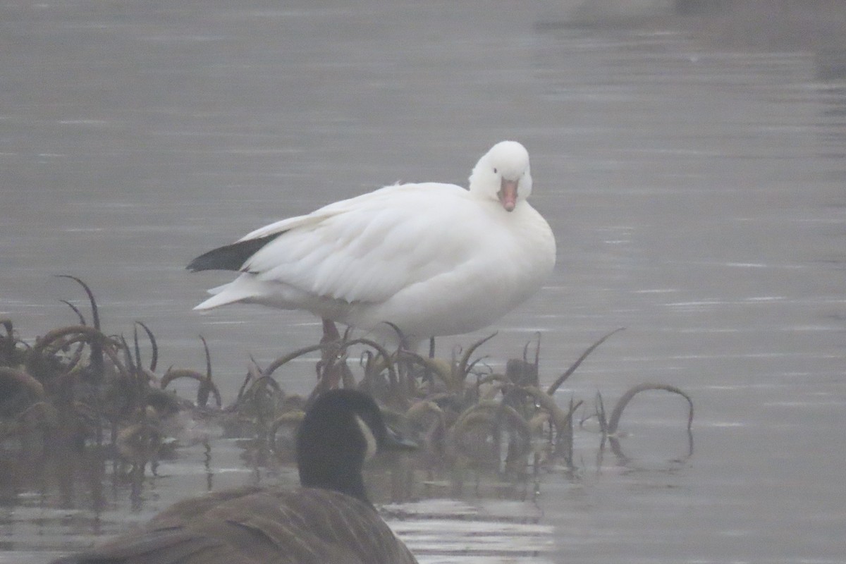 Ross's Goose - ML646519833