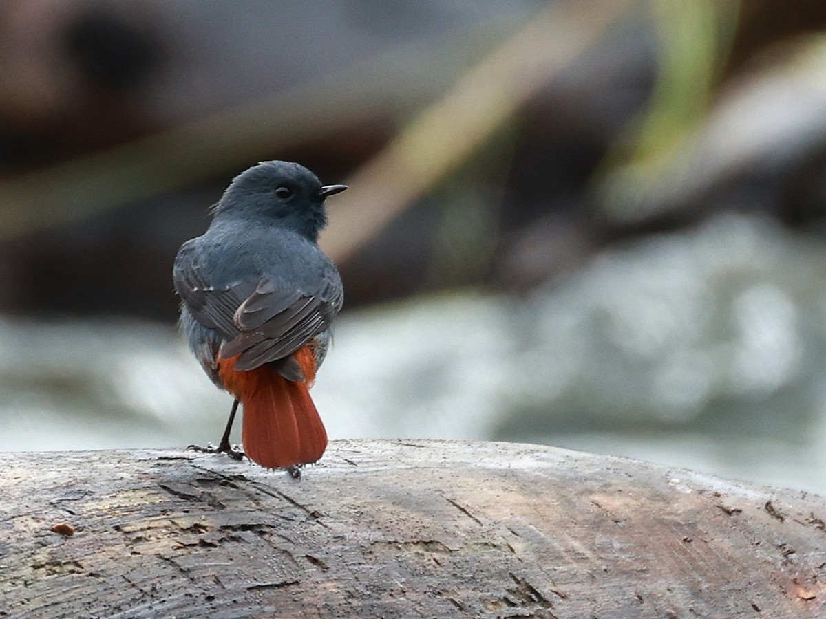 Plumbeous Redstart - ML646519835