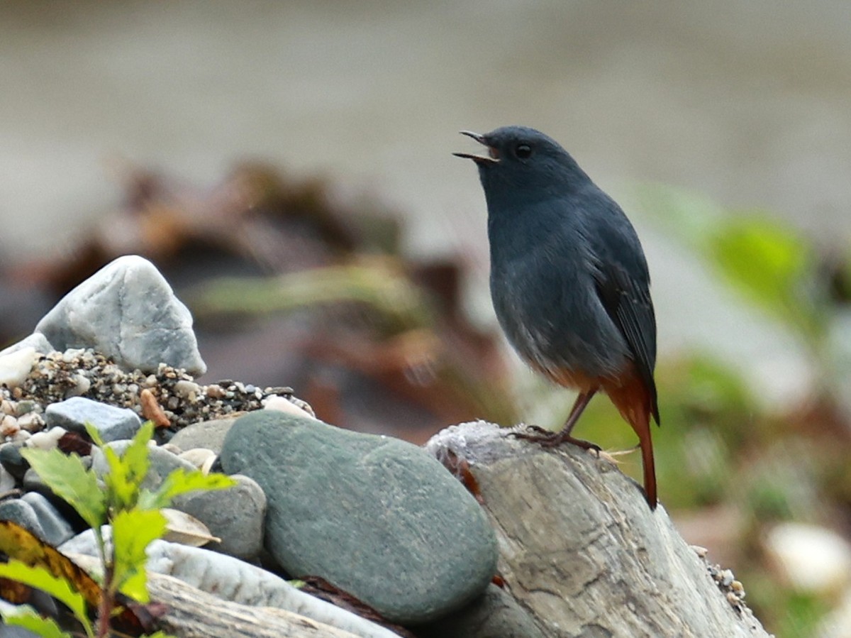 Plumbeous Redstart - ML646519836