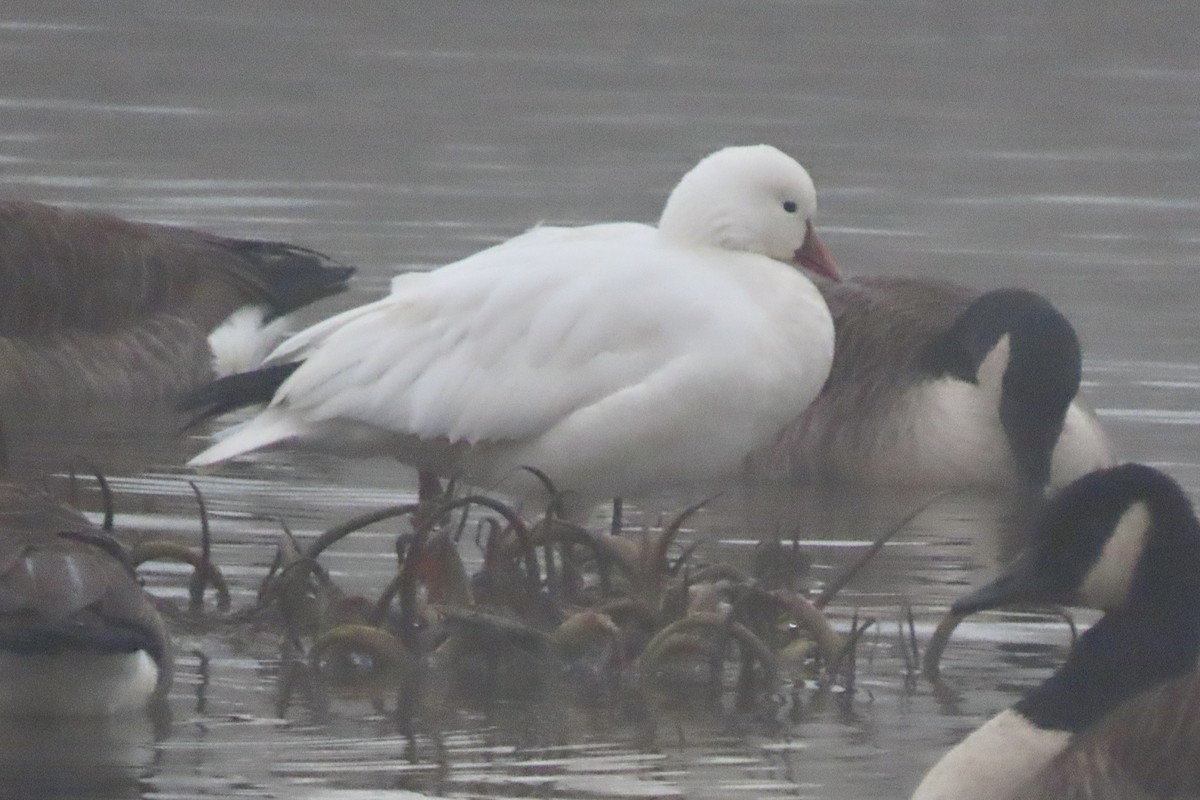 Ross's Goose - ML646519840