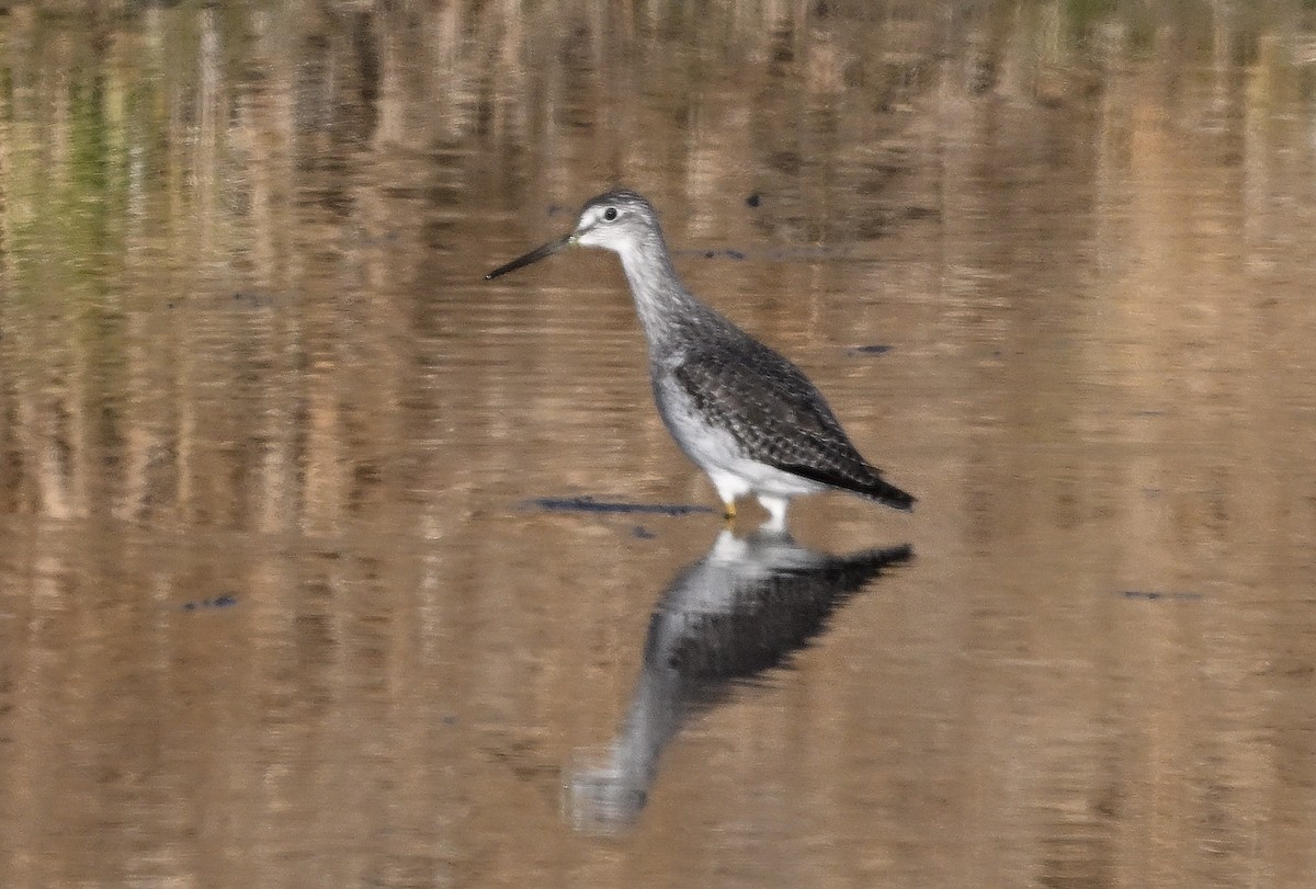 Greater Yellowlegs - ML646519841