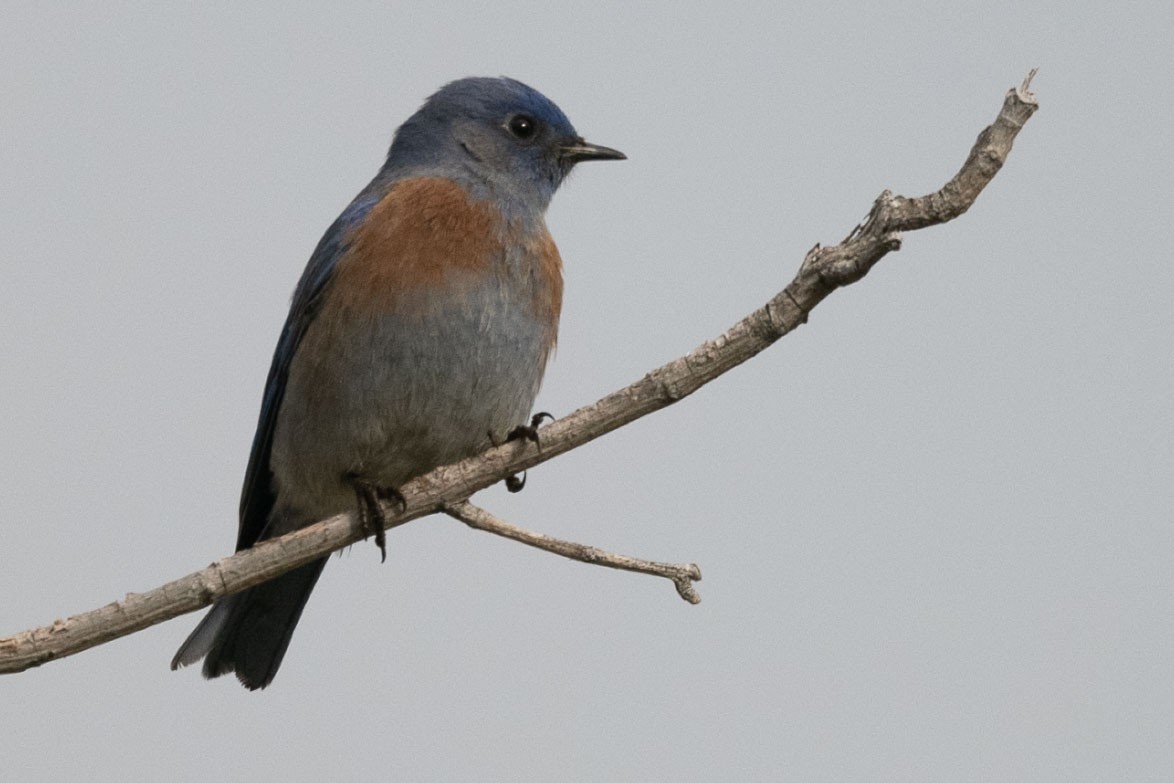 Western Bluebird - ML646519843
