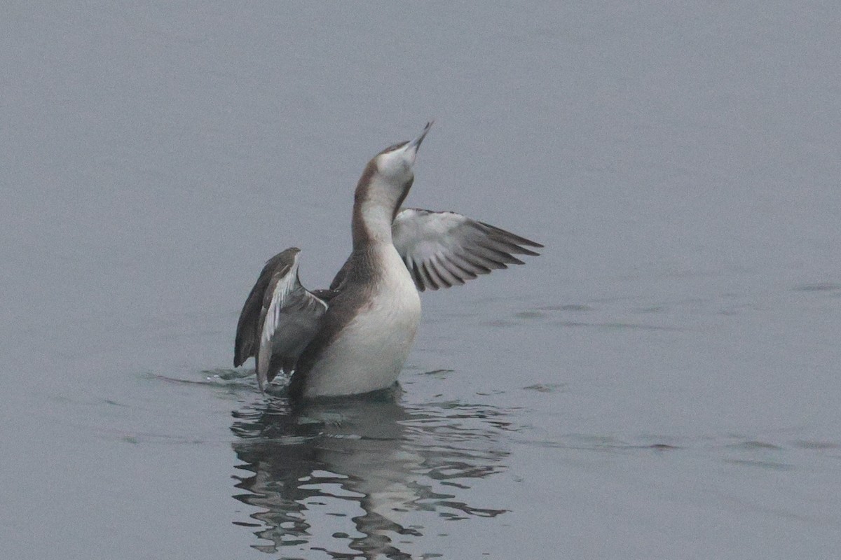 Pacific Loon - ML646519845