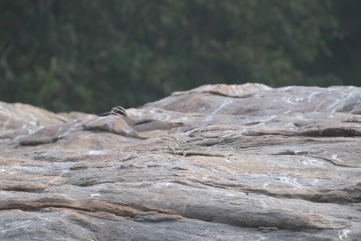 Great Thick-knee - ML646519846