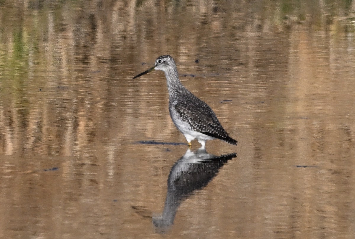 Greater Yellowlegs - ML646519849