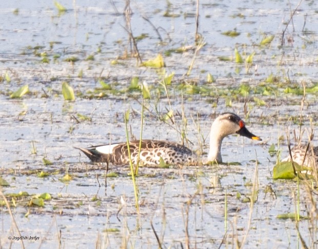 Hint Benekgagası - ML646519851