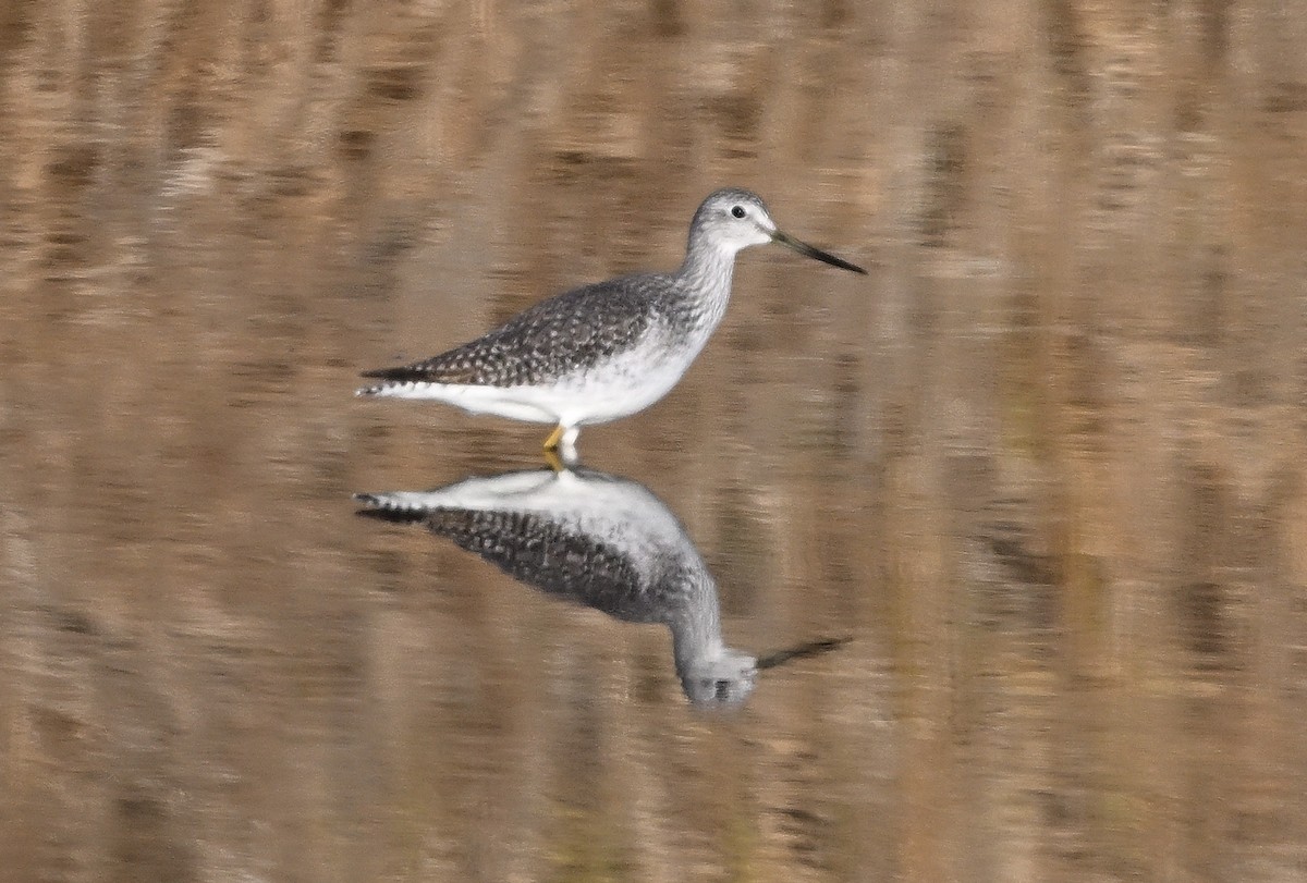 Greater Yellowlegs - ML646519852