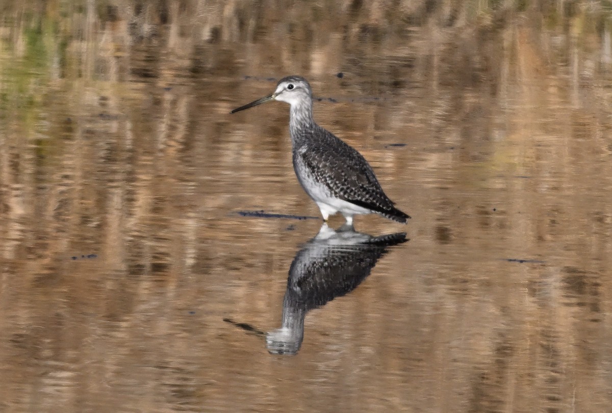 Greater Yellowlegs - ML646519855