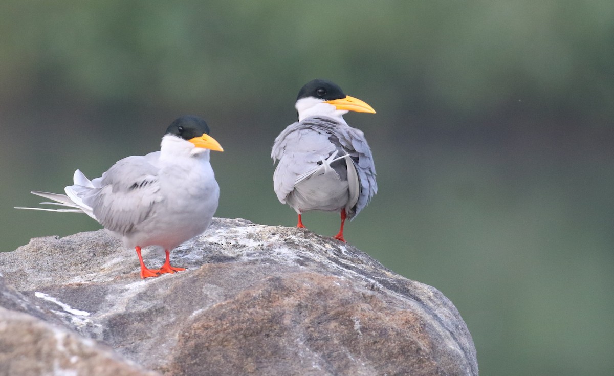 River Tern - ML646519857