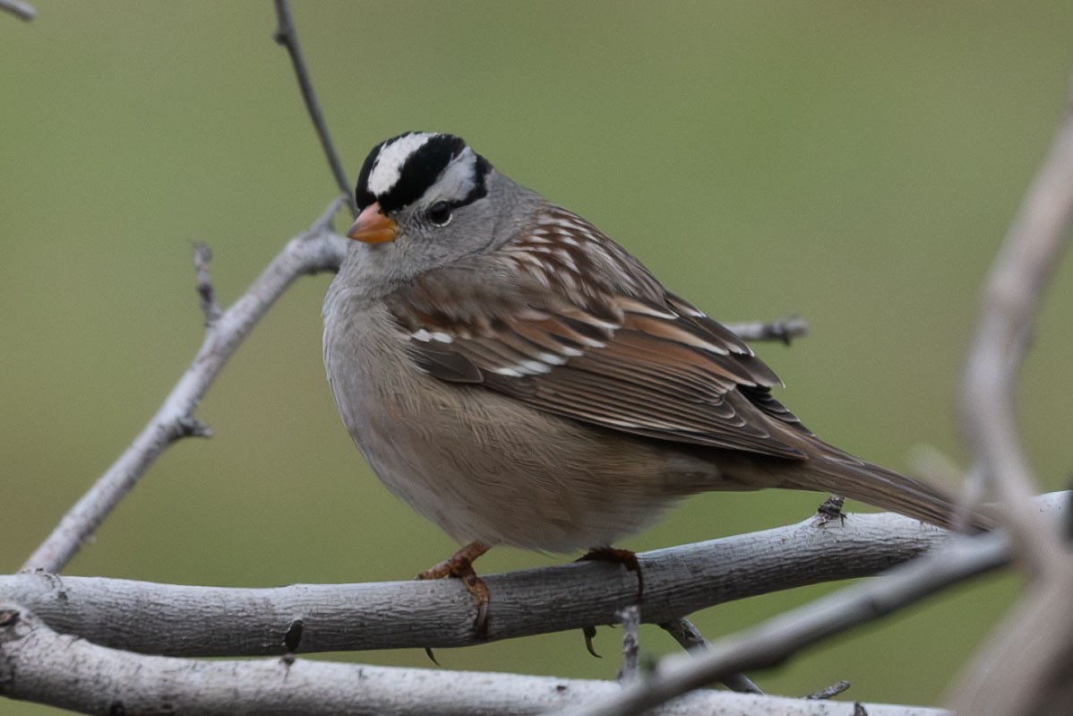 White-crowned Sparrow - ML646519860