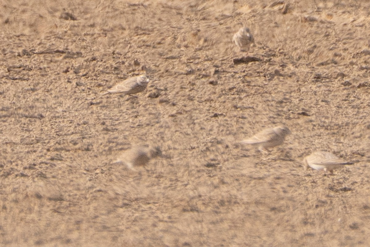 Turkestan Short-toed Lark - ML646519861