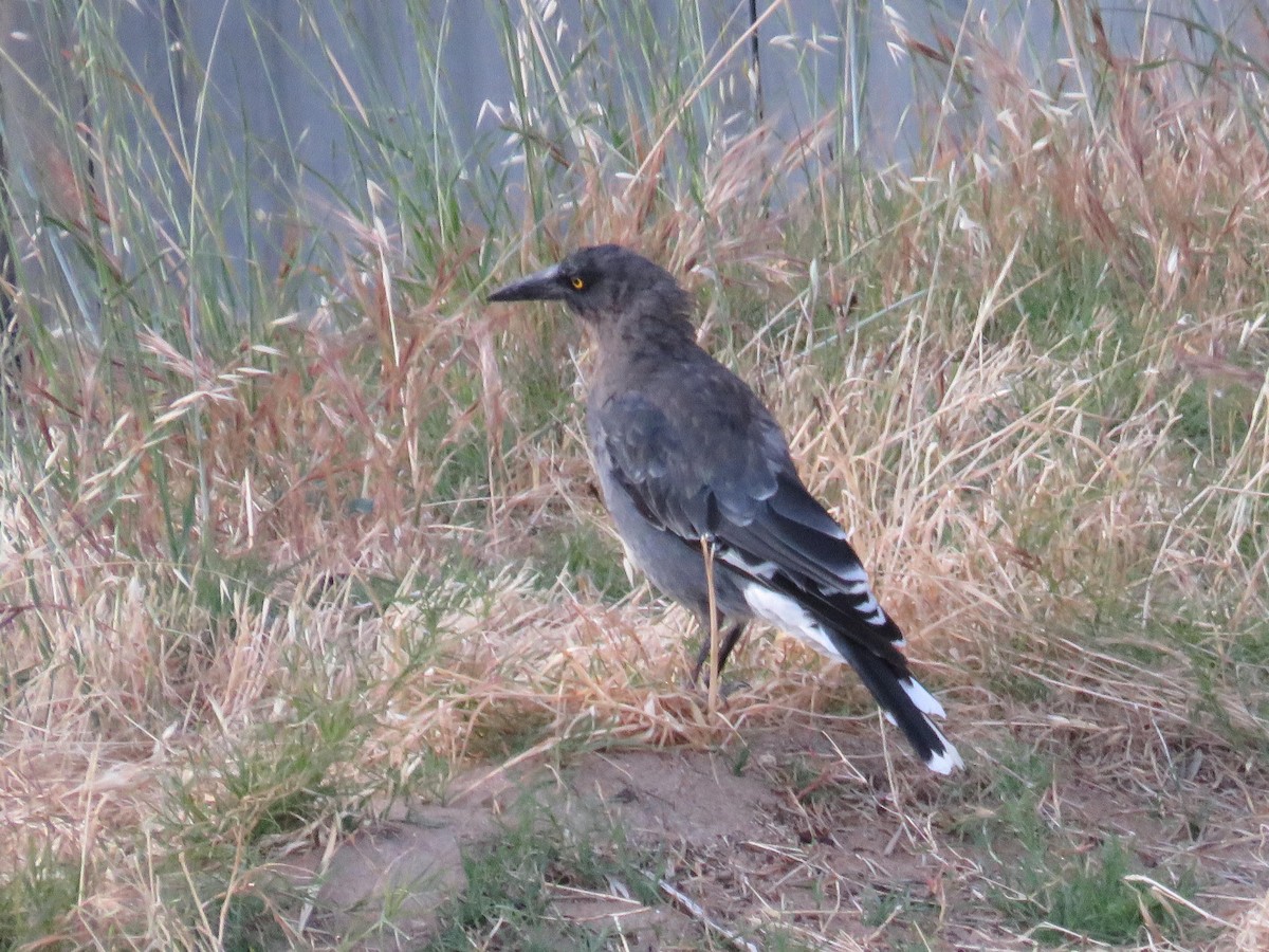 Gray Currawong - ML646519862