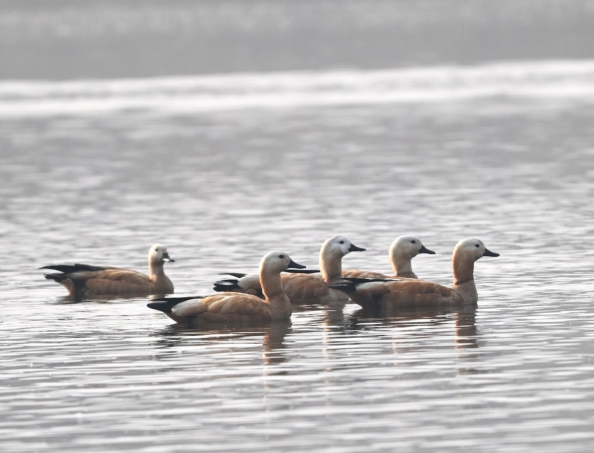 アカツクシガモ - ML646519863