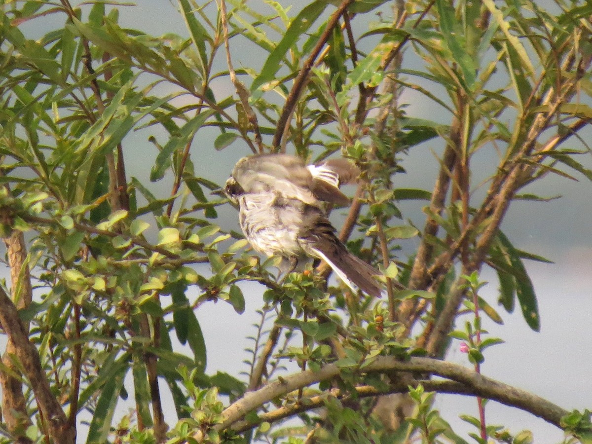 konipas mekongský - ML646519865