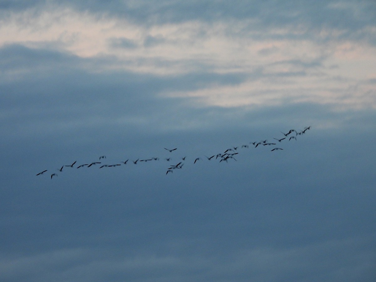 沙丘鶴 - ML646519866
