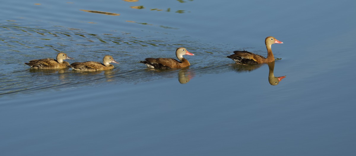 Suirirí Piquirrojo - ML646519868