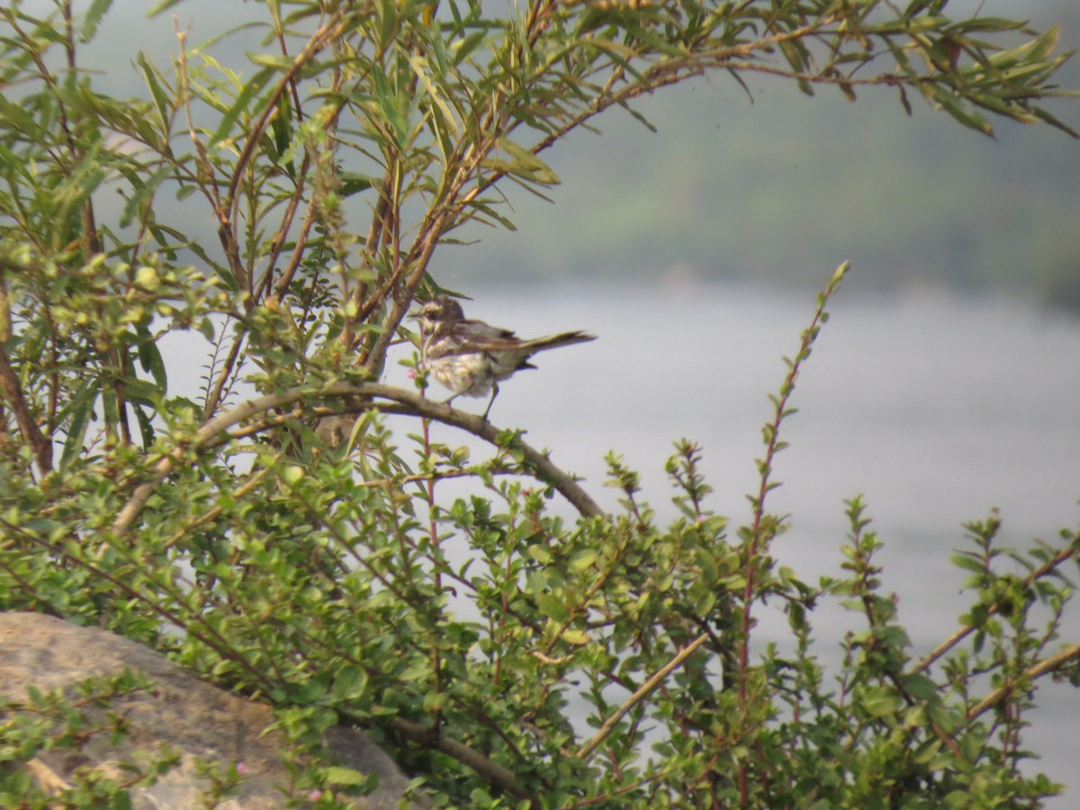 konipas mekongský - ML646519869