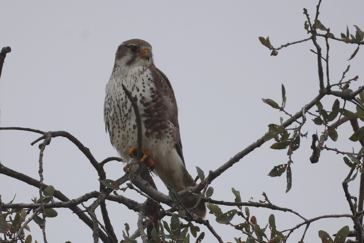Prairie Falcon - ML646519870